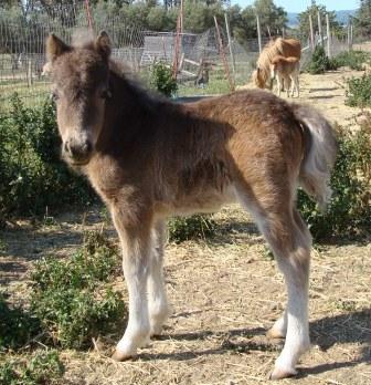 Wesco Farms LM Thunder Bluff
